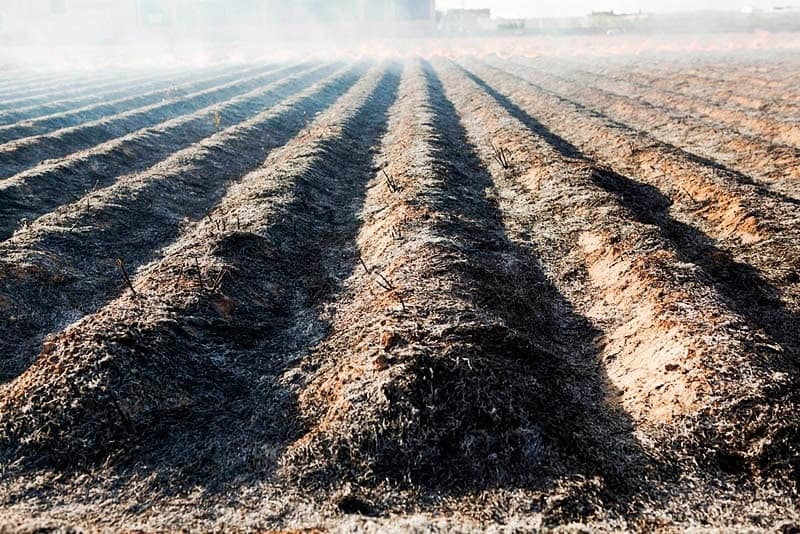 vista general de una tierra de cultivo en fase final